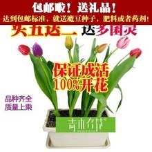 青木名花 產品參考信息與全面解析